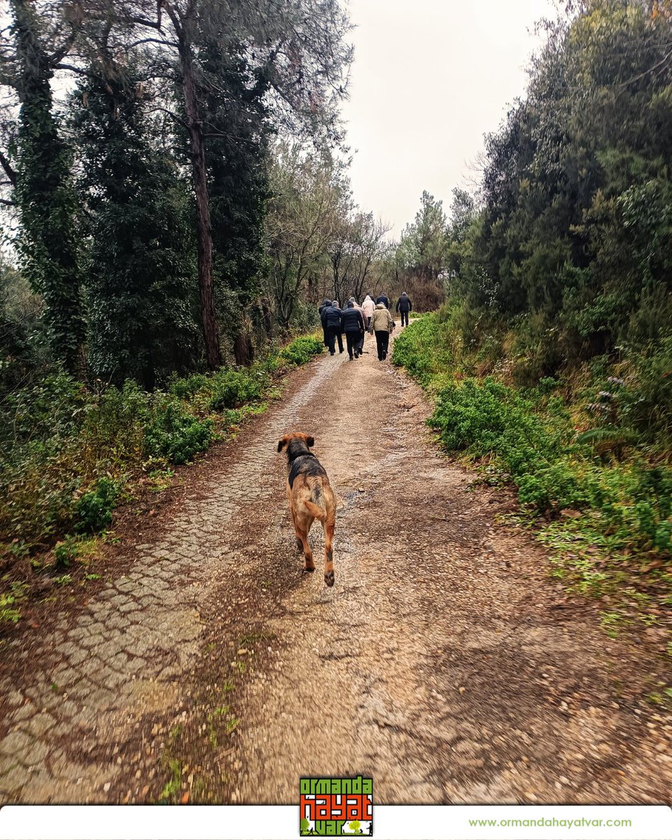ohayatvar's tweet image. Şehrin temposuna kısa bir mola verip doğanın kalbine yürüdük. Bol oksijen, huzur ve harika manzaralarda bize eşlik eden sevimli köpeği de unutmadık. 🌲✨

#DoğaYürüyüşü #OrmandaHayatVar #DoğayaKaçış #TemizHava #HaftaSonuRuhu #DoğadaHuzur #Keşfet #SağlıklıYaşam