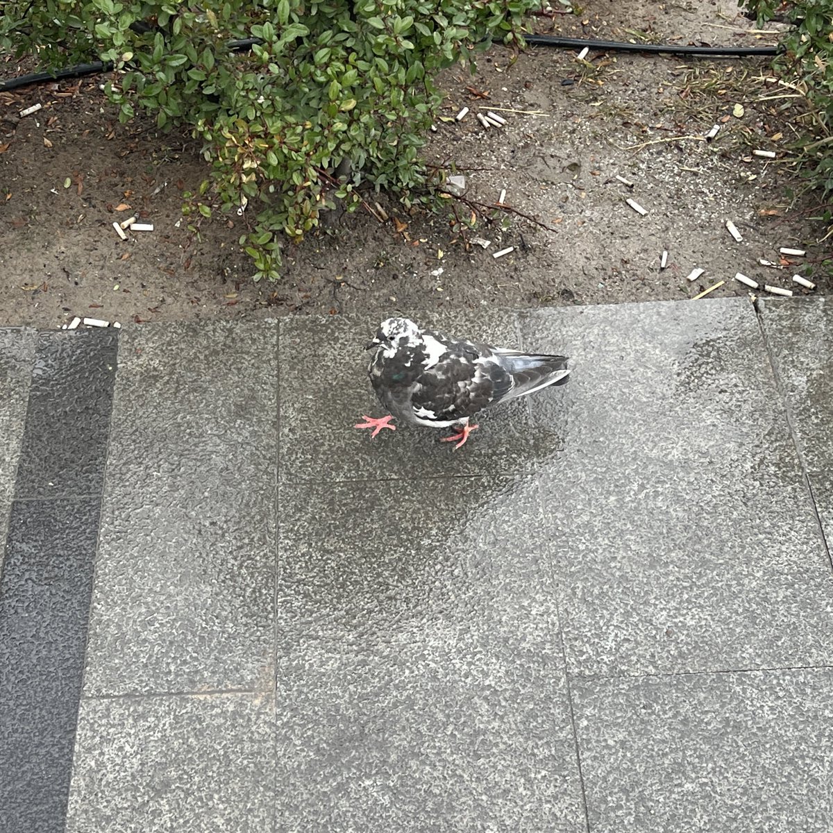 Para eder mi ne diyosunuz