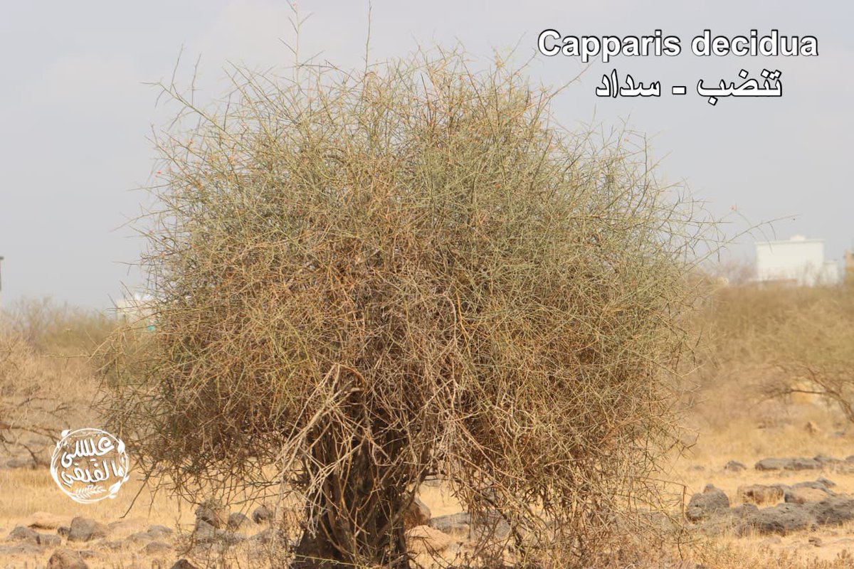 عيسى علي الفيفي tweet media