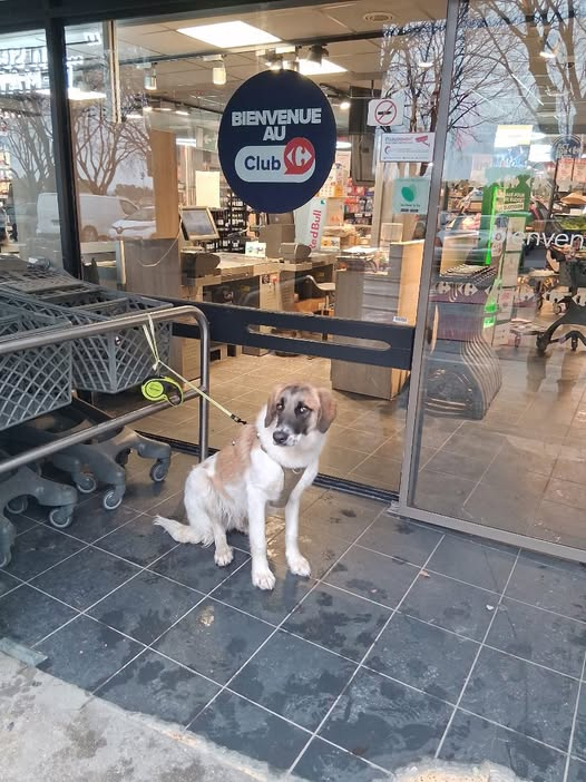 BRINDILLE851's tweet image. Bonjour tout le monde,
Le chien de mon neveu de passage à Uzès nous a échappé ce matin vers 11h sur Uzès, c'est un chien craintif qui s'appelle Léon, il est pucé, il  a un harnais, c'est la première fois qu'il vient à Uzès, nous avons prévenu la gendarmerie et la police…