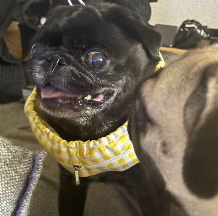 パグとおっさん (@pugtoossan) / Posts / X