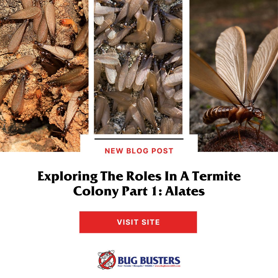 Bug Busters, Inc. tweet media