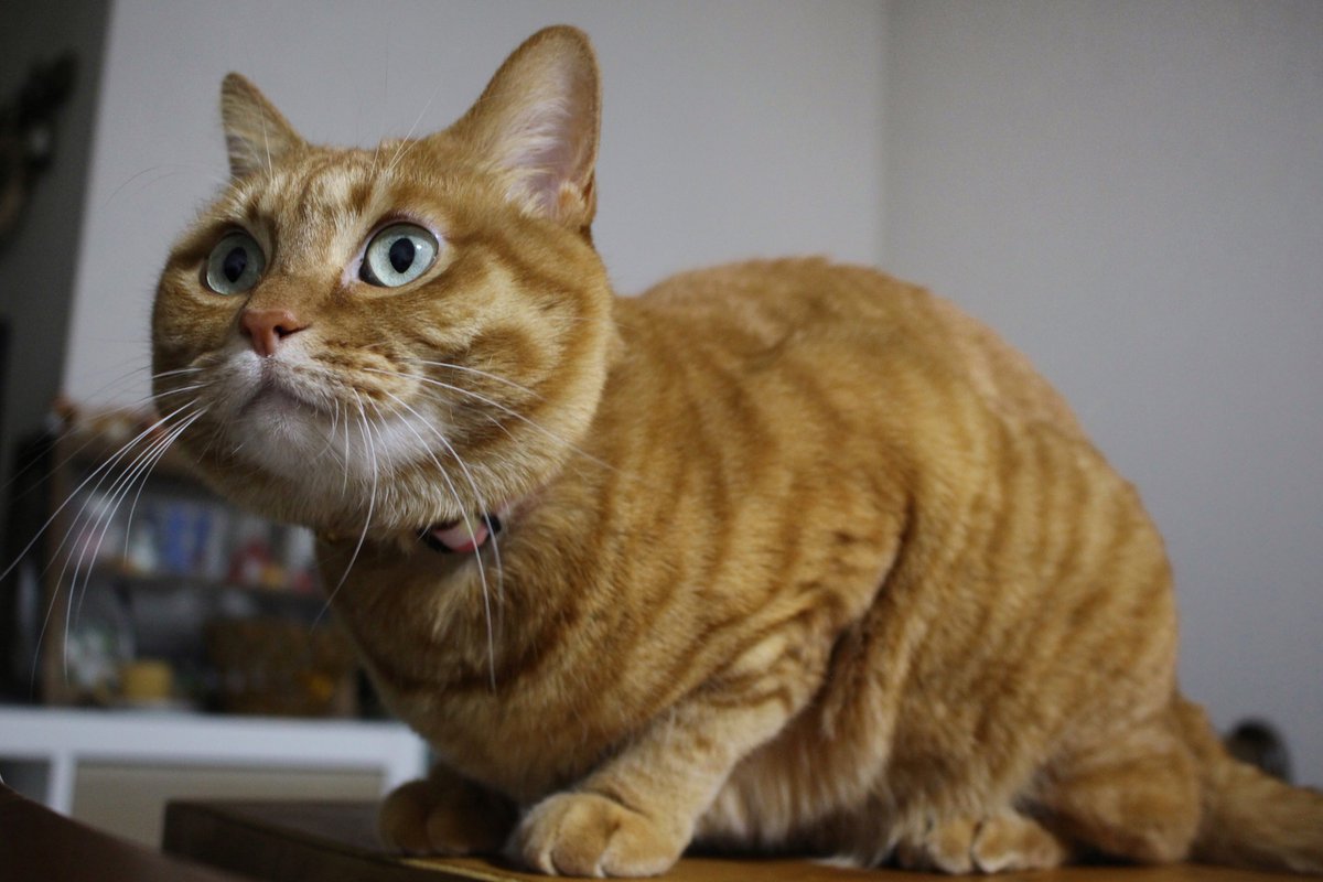 a7lYb4j8gIzD9BU 嬉しいお言葉をいただいて動揺して猫を撫で回しており