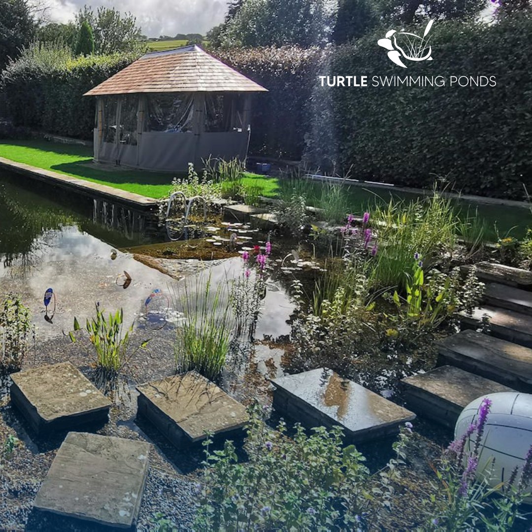 Turtle Swimming Ponds (@TurtleSP_UK) / Posts / X