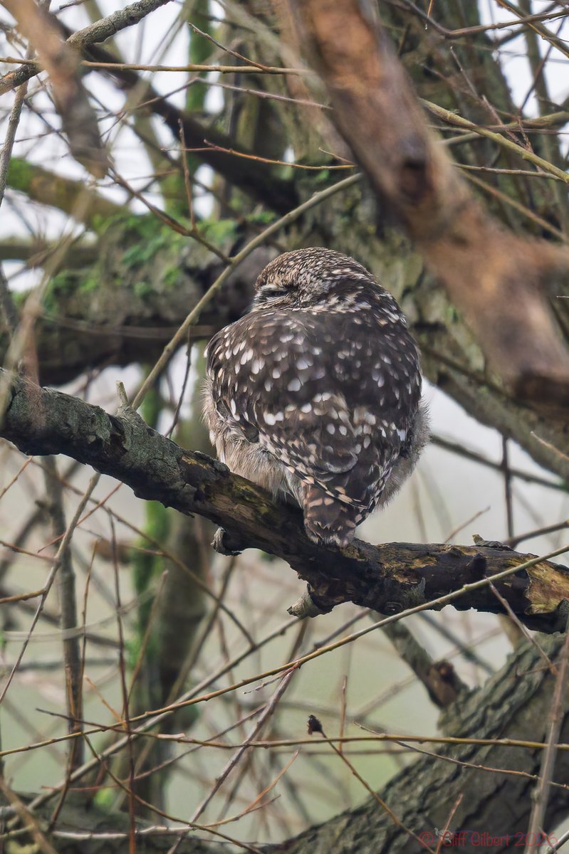 Cliff Gilbert tweet media