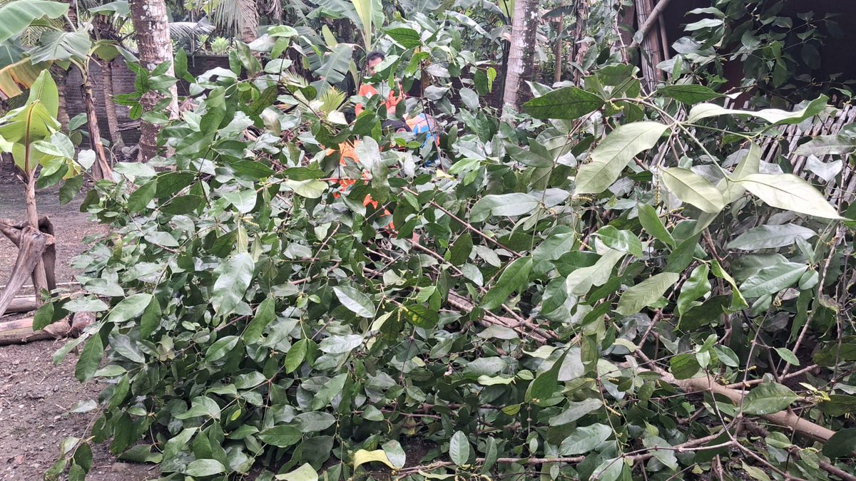 Cuaca ekstrem berupa angin kencang melanda Desa Gadungrejo, Kecamatan Klirong, Kabupaten Kebumen, pada Rabu (28/1/2026) pagi.