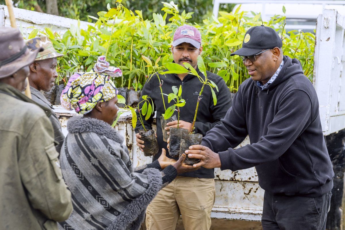 Silverback Tea tweet media