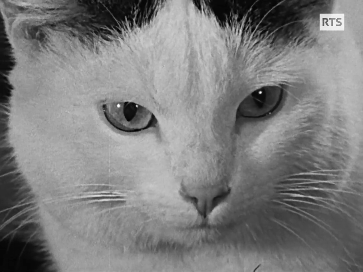 @RobinSandza tweet media