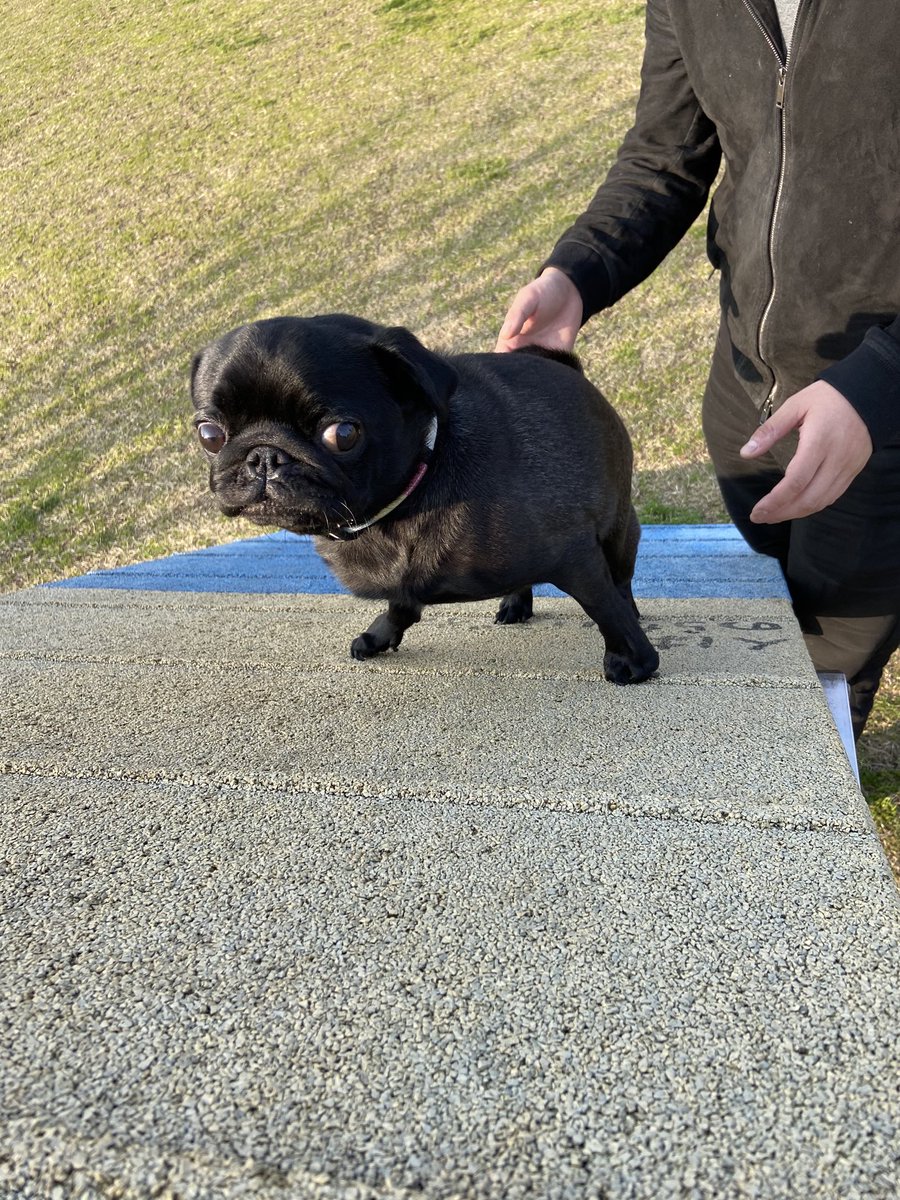 パグとおっさん (@pugtoossan) / Posts / X