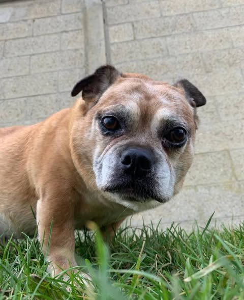 BRINDILLE851's tweet image. Urgence extrême fourriere!! Ile de france
⚘️BLAIZ⚘️
X Carlin/Bouledogue francais 13 ans
Maitre decede et la famille n' en veux pas
Il est au froid en boxe!
Recherchons famille d'accueil ou adoptants.
Tel: 06 22 34 20 16
Asso ids