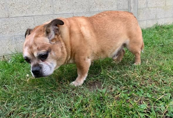 BRINDILLE851's tweet image. Urgence extrême fourriere!! Ile de france
⚘️BLAIZ⚘️
X Carlin/Bouledogue francais 13 ans
Maitre decede et la famille n' en veux pas
Il est au froid en boxe!
Recherchons famille d'accueil ou adoptants.
Tel: 06 22 34 20 16
Asso ids