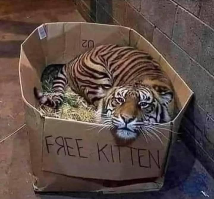 rare_jpg's tweet image. 