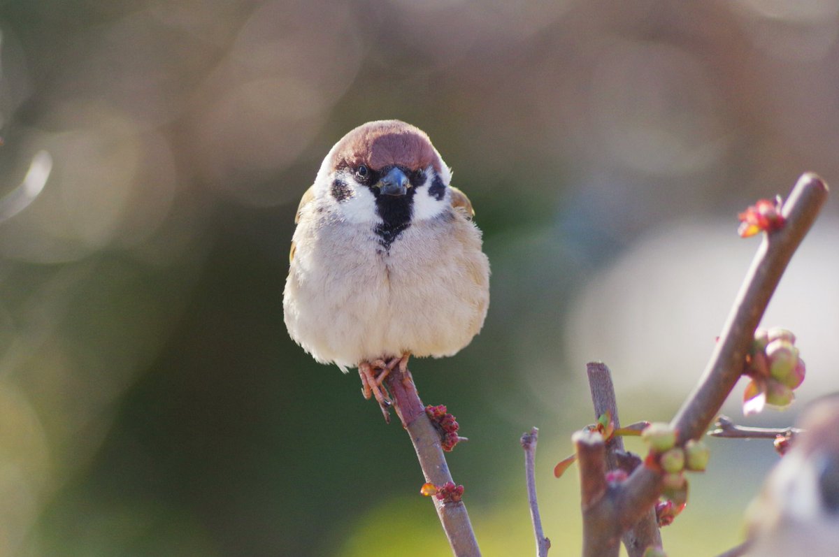 aerial2009's tweet photo. 枝に刺さってるよスーさん

#雀 #スズメ #すずめ #sparrow #鳥 #小鳥 #野鳥 #ちゅん活 #スズメ写真集 #bird https://t.co/pA3xezeitN
