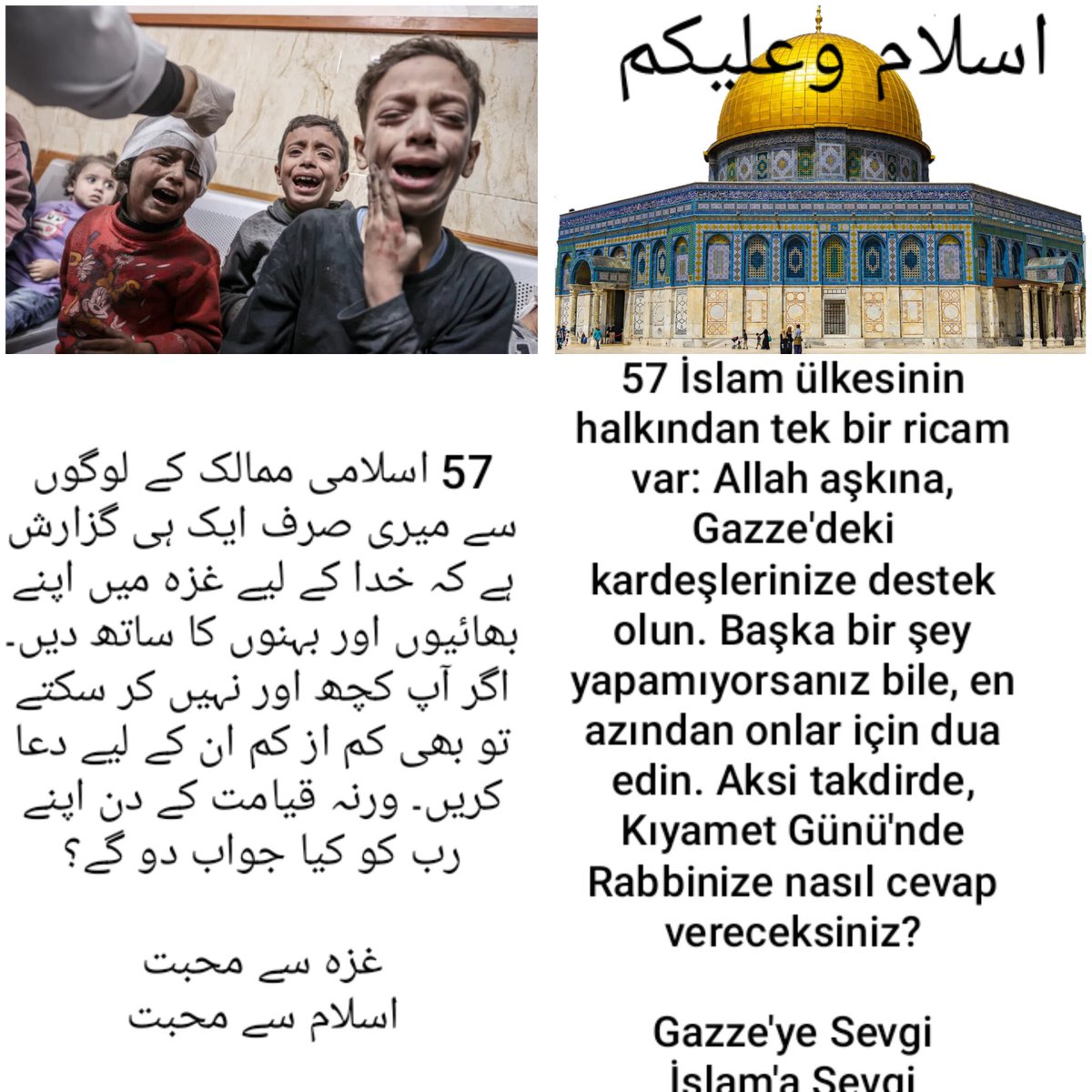 ASIF🦜💓🦜 ANSARI tweet media