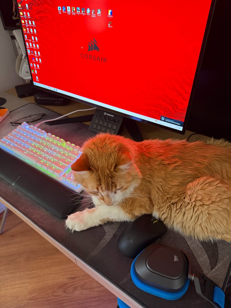 Corsair_BR's tweet photo. Quem mais tem um #CatSair como companheiro de escritório?
#Corsair #SetupGaming https://t.co/vbgvQvC5ye