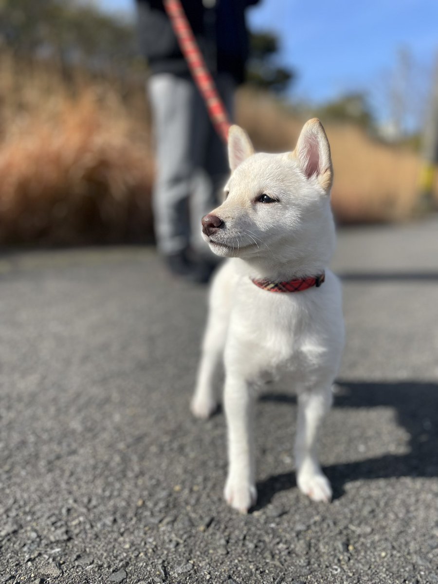ototocoro's tweet photo. 新しく家族になった白豆柴の“ゆきちゃん”
お散歩デビュー🐕
釣りデビューするのももうすぐかな🎣 https://t.co/20thjARY1q