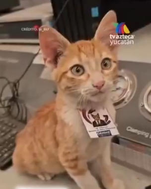 Seen tweet media