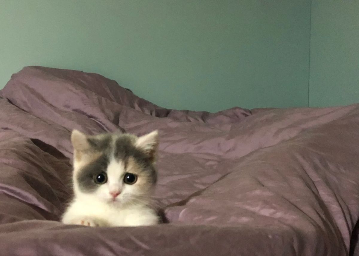 catsdotjpg's tweet image. 