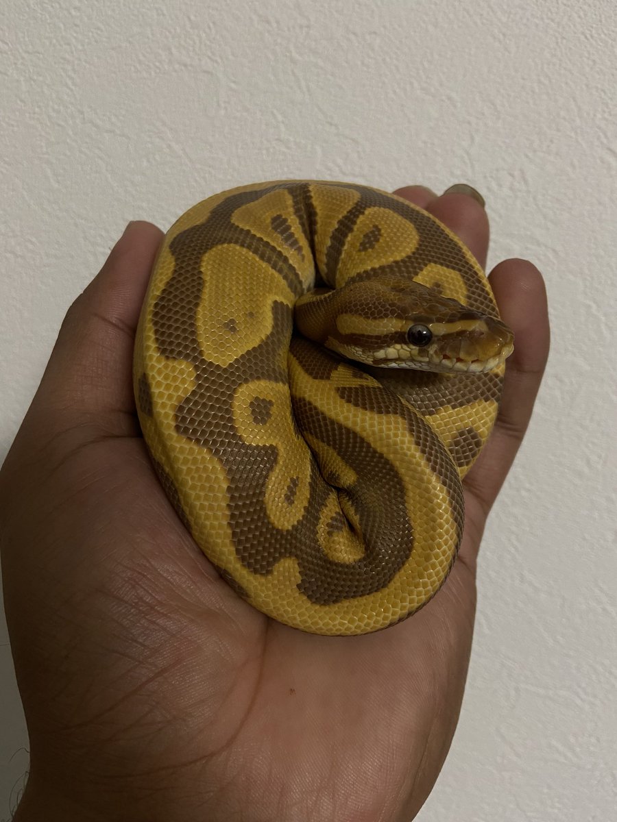 パイン🐍 tweet media