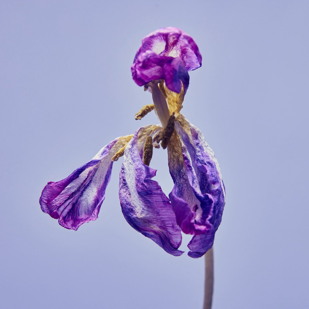 写真展でいただいたチューリップ🌷がしわしわに萎れて綺麗だったのでライティングして撮影してみました。