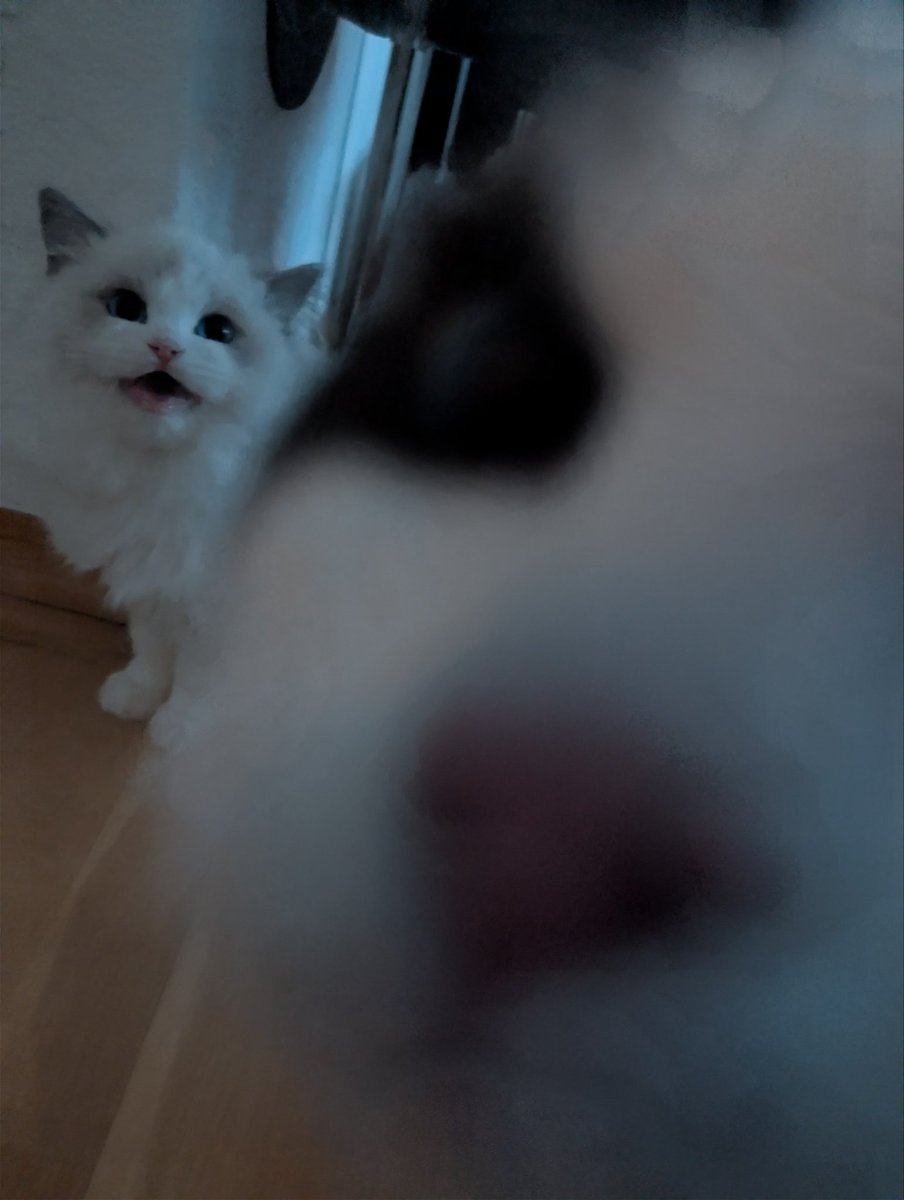 HumbletonMr's tweet photo. Cats #CatsLover  #CatsOfX https://t.co/j3tGe1jNld