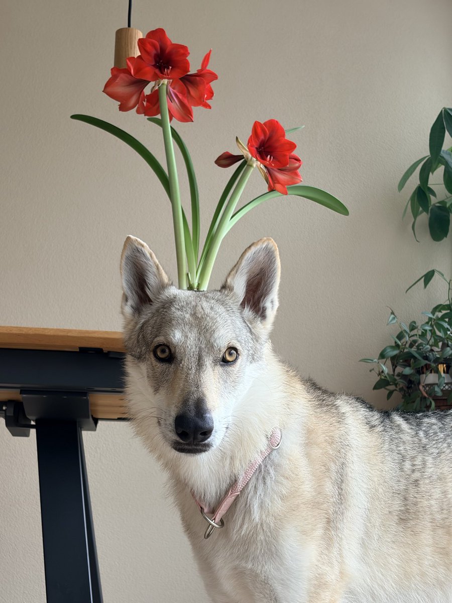 新しい首輪をつけて写真撮ろうと思ったら、頭からお花咲いてる系女子になってしまった🌷