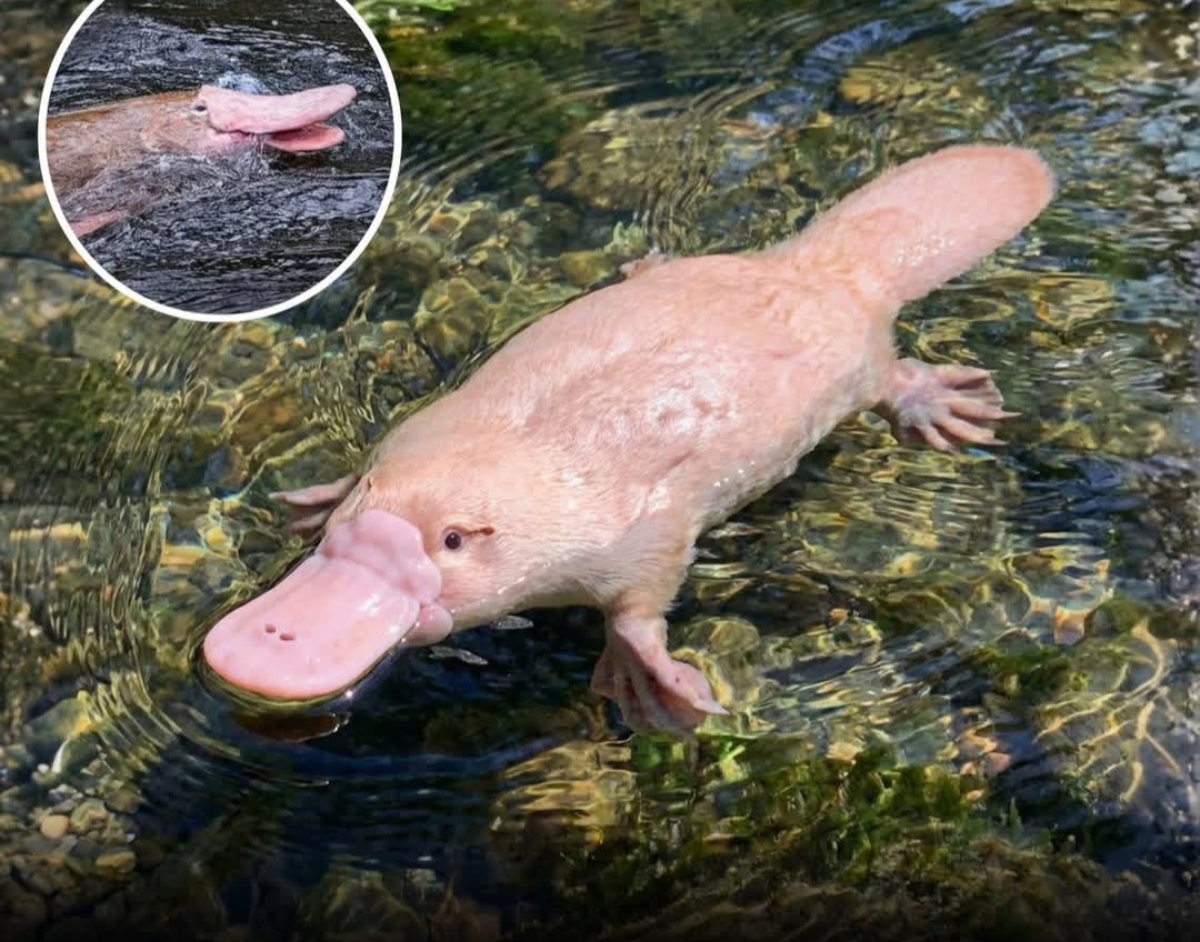 oceaiii's tweet image. An extremely rare pink platypus spotted by a fisherman in East Gippsland in Australia.