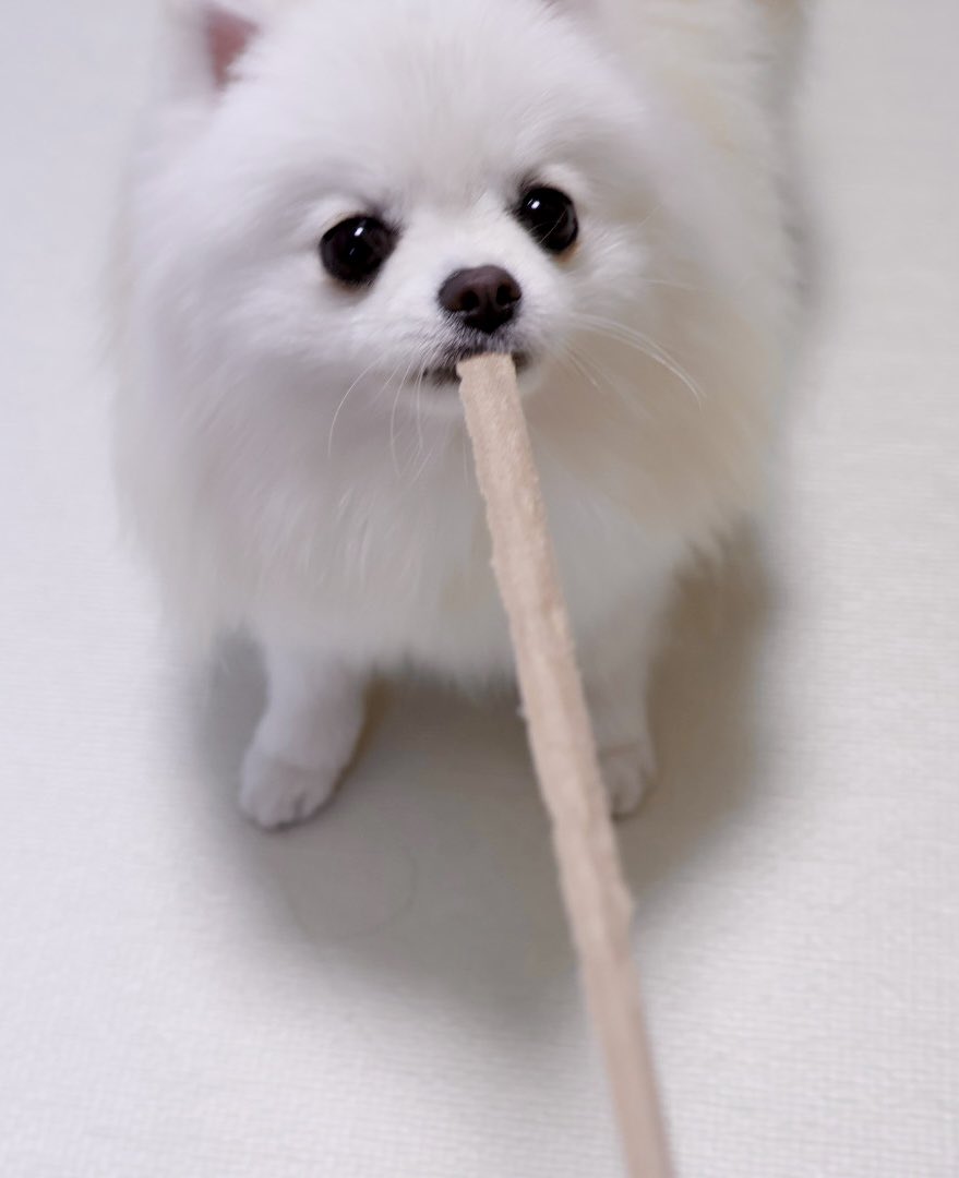 かわいい顔して飼い主のズボンの紐を引っ張ってる🥹
#ポメラニアン #犬のいる暮らし