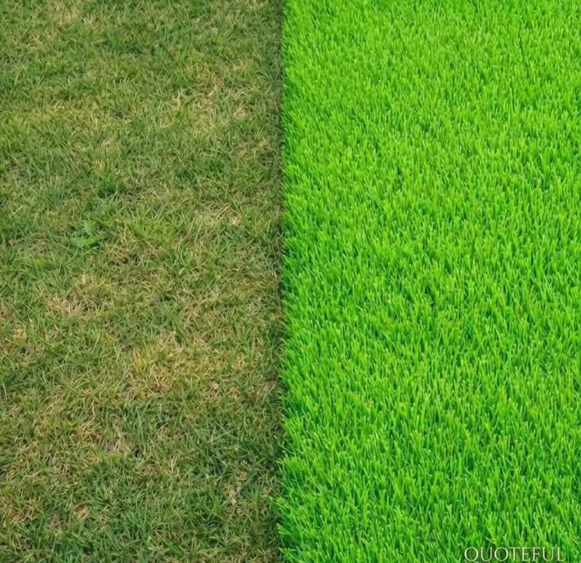 Expart4's tweet image. Is the grass greener on the other side or it just fake??