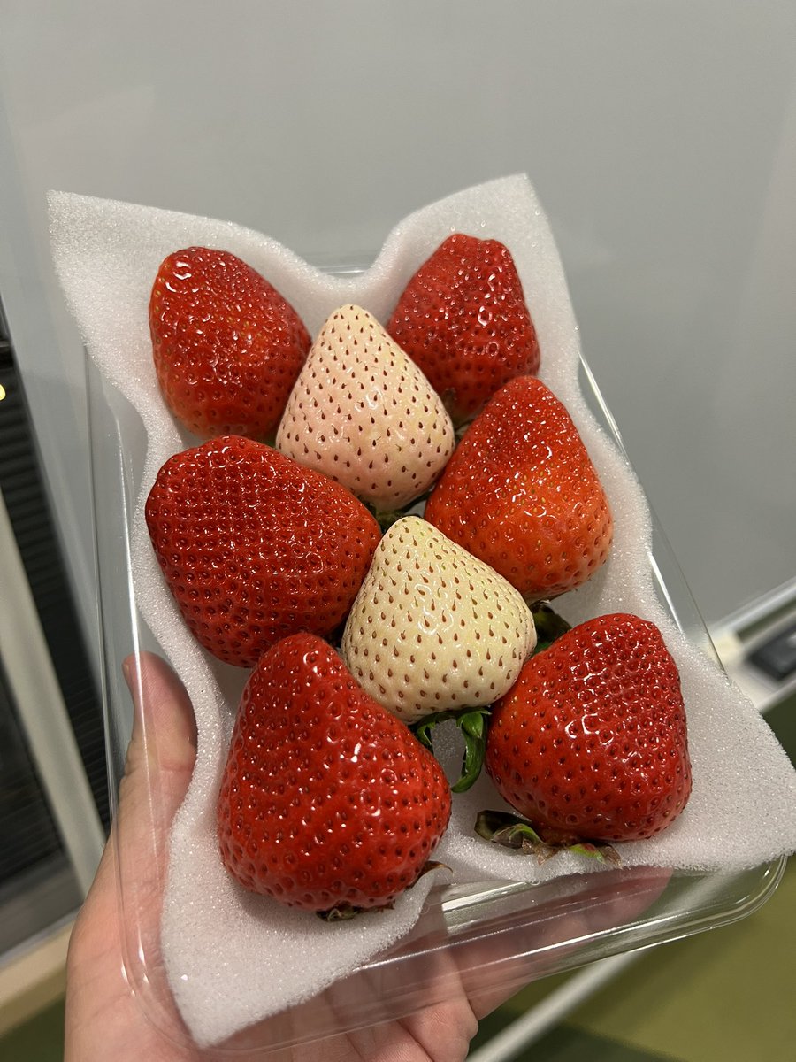 伊都きんぐ【公式】 tweet media