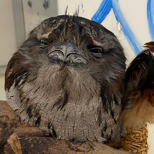 CincinnatiZoo's tweet image. When your name is Oscar, and you look grouchy, but really you're just nocturnal and someone turned the lights on.