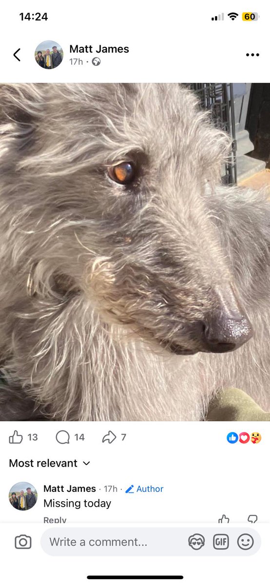 🐕 *MISSING DOG REUBEN Last seen Sunday morning 25 January 2026 Sandy #Bedfordshire #SG19
He’s 8 years old, microchipped. Please don't call or chase if seen. Please call number below.