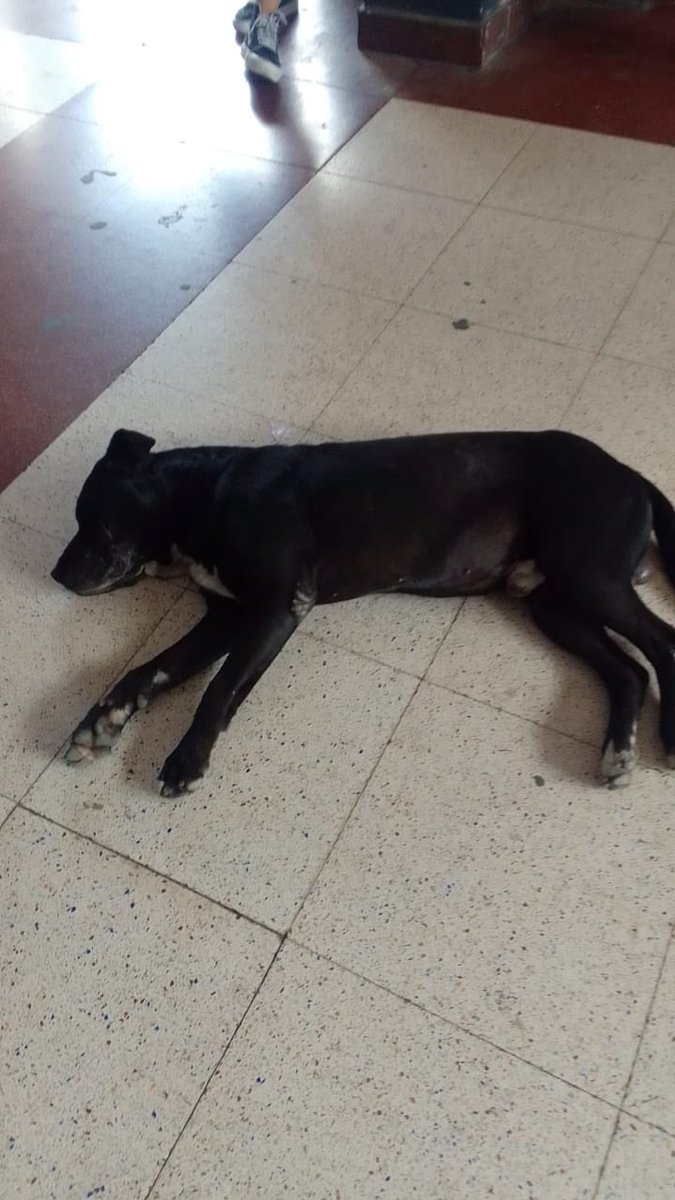 SilMazzitelli's tweet image. Abandonado en la estacion lanus  dentro antes de los molinetes y cerca donde se cargan tarjetas Alicia 1558637550