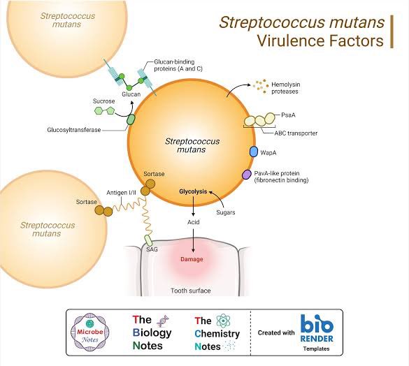 AymanAlatas's tweet image. Dari aspek Mikrobiologi Klinik, Bakteri penyebab “Gigi Bolong” kaya Streptococcus mutans bisa berpindah saat ciuman tetapi ga selalu akan menyebabkan gigi bolong tergantung bagaimana orang tersebut menjaga kebersihan gigi dan mulutnya, so disarankan reguler cek ke dokter gigi ya.…