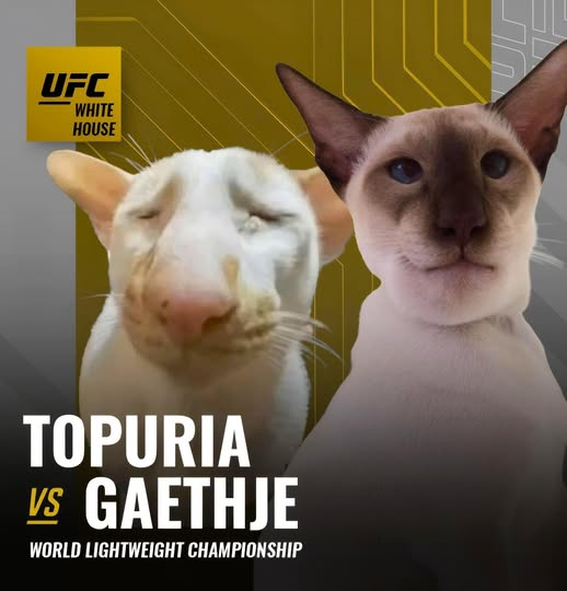 dame margera (@damienfarronmma) on Twitter photo 