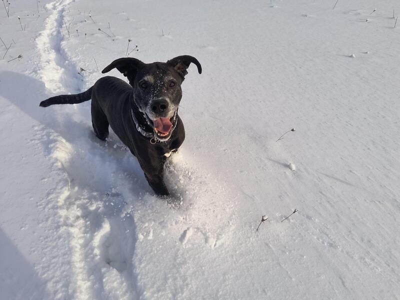 Another perfect day on the homestead. Been outside cleaning up the driveways and tending to cattle and barn chores for the last few hours. Even let one of my older dogs have some fun out in the pasture with me. Life is so good. :)