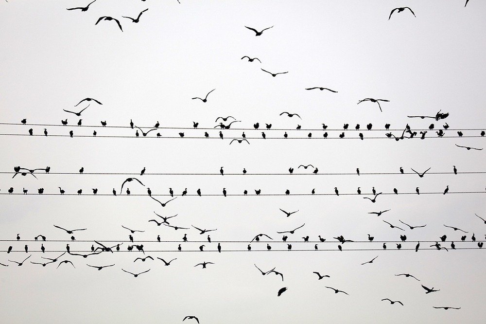 Yoshinori Mizutani, 2015.