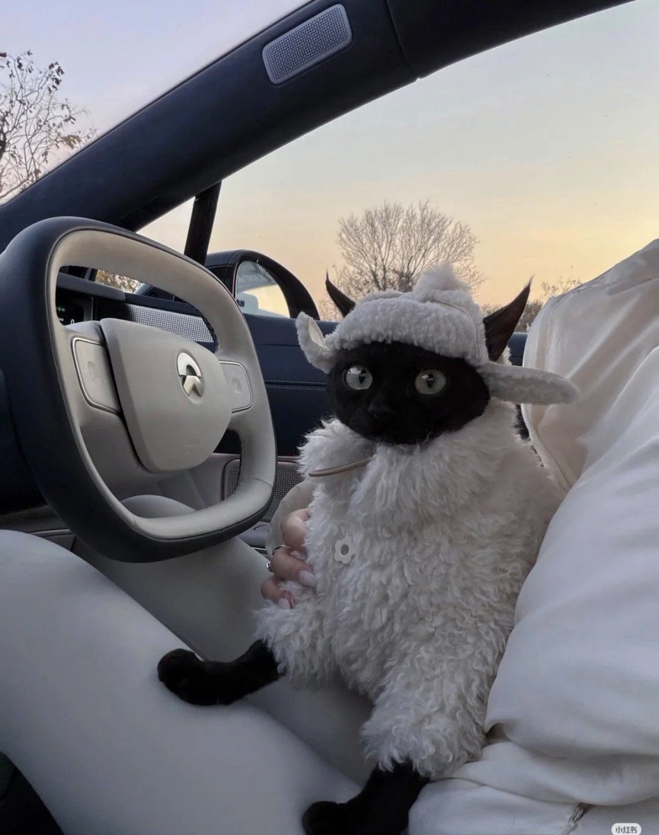 contents that ll heal your depression 🌻 (@catshealdeprsn) on Twitter photo 