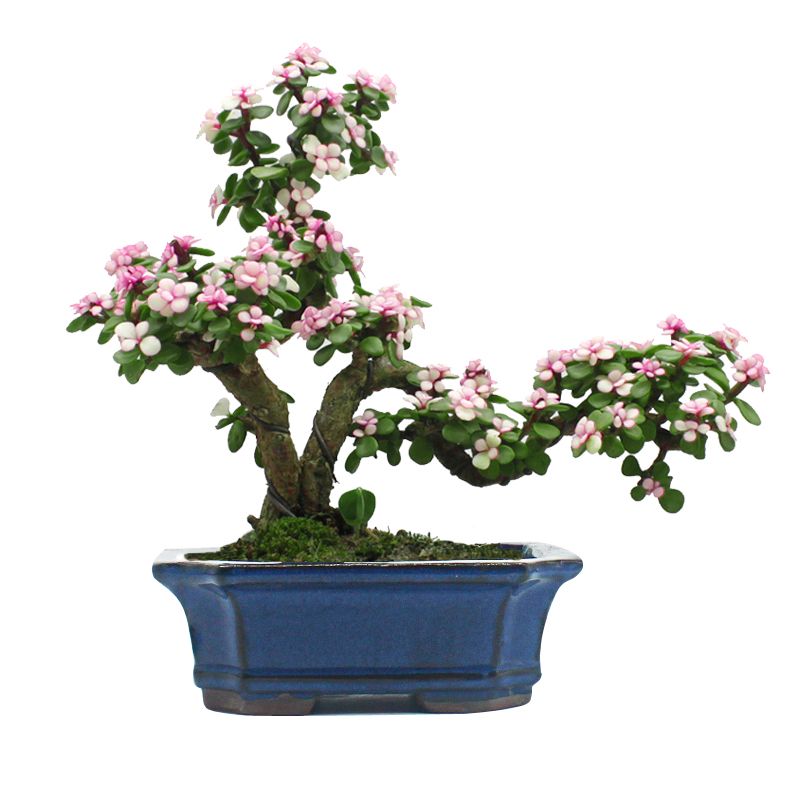 ろにー (@cxybrPRHGfVK7Dv) / Posts / X