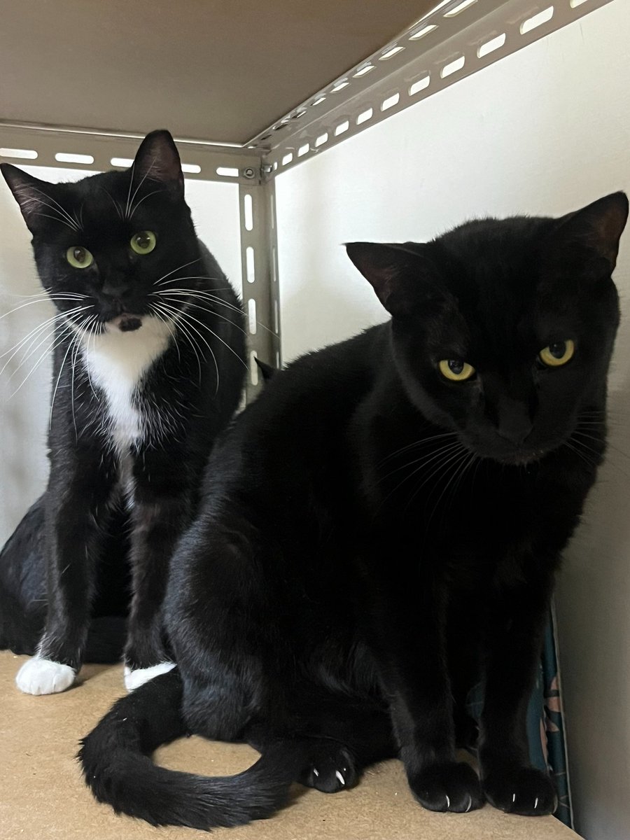 고양이 평생 가족 구합니다
- 카로와 네티 - 
특징 : 귀여움 / 겁이 좀 많은 편