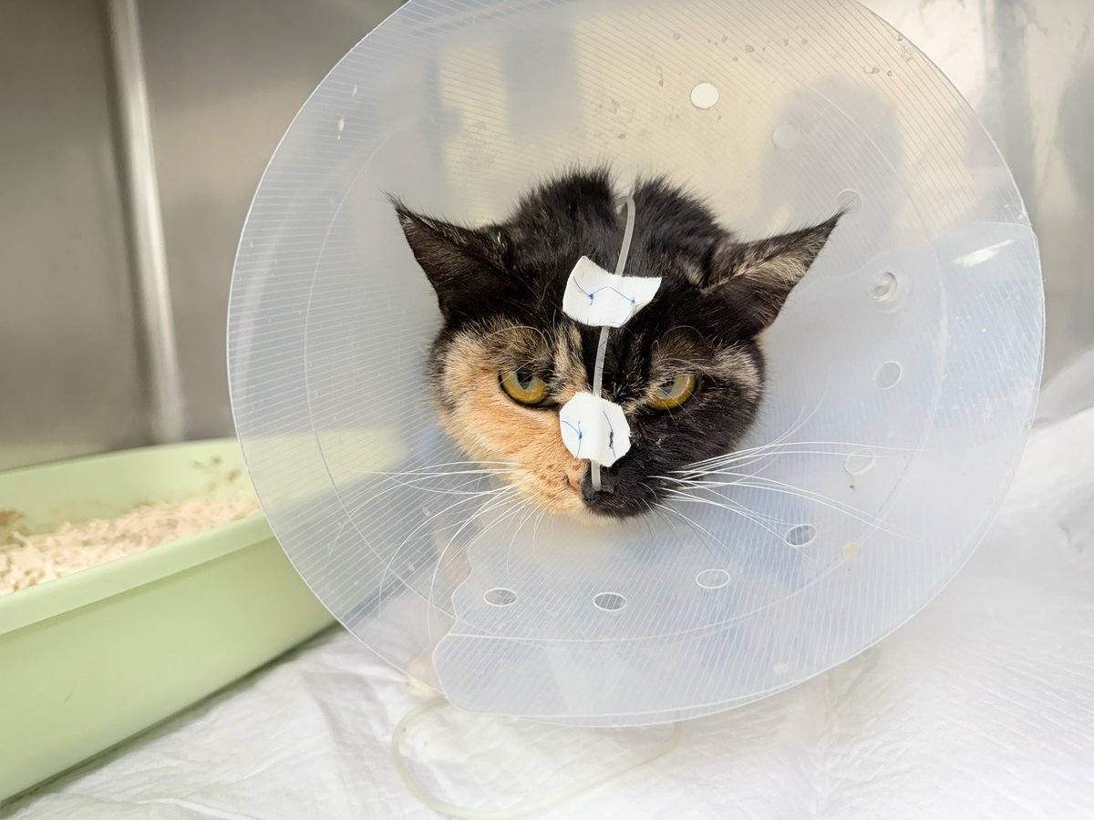 🐱RT부탁드립니다🐱
 지방간으로 입원중인 예지의 3일치 병원비를 모금중입니다
벌써 9일째 병원에 입원해 있는 상황입니다
고양이 지방간은 치료하지 않을 경우 90%의 높은 치사율을 가진 질환입니다 예지를 살려주세요
3333250865728 카카오뱅크
 조*리