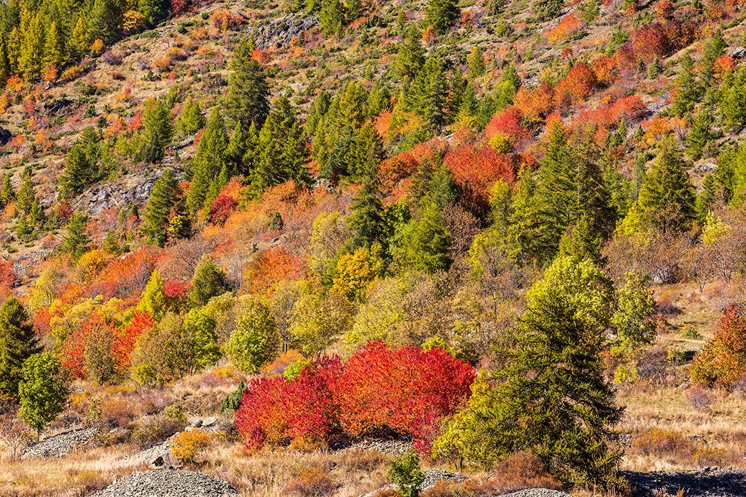 apollo0300's tweet photo. Vibrant Autumn colors on forested mountainside

https://t.co/u7wXHgXDk8

#alps #autumn #forest #frenchalps #tree #clareevalley #colorsoffall #nevache #artforsale #buyintoart #fineart #giftidea #giftideas #homedecor #photography #SupportArtists #wallart #FindYourThing https://t.co/0ataFC8eP6