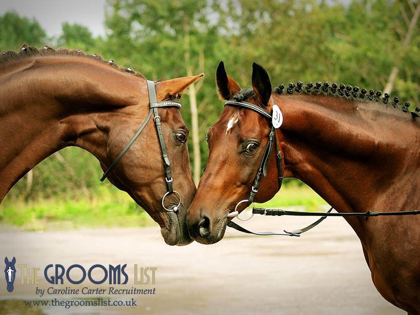 grooms_list's tweet image. JL141654 West Sussex – Stud Groom required for Warmblood Stud, Full Time, Part Time or Job Share 

*Live out or shared accommodation available *Pets possible *Career opportunity
thegroomslist.co.uk/equine-jobs/14… 

#JobsInWestSussex #studwork #careersinbreedinghorses #thegroomslist