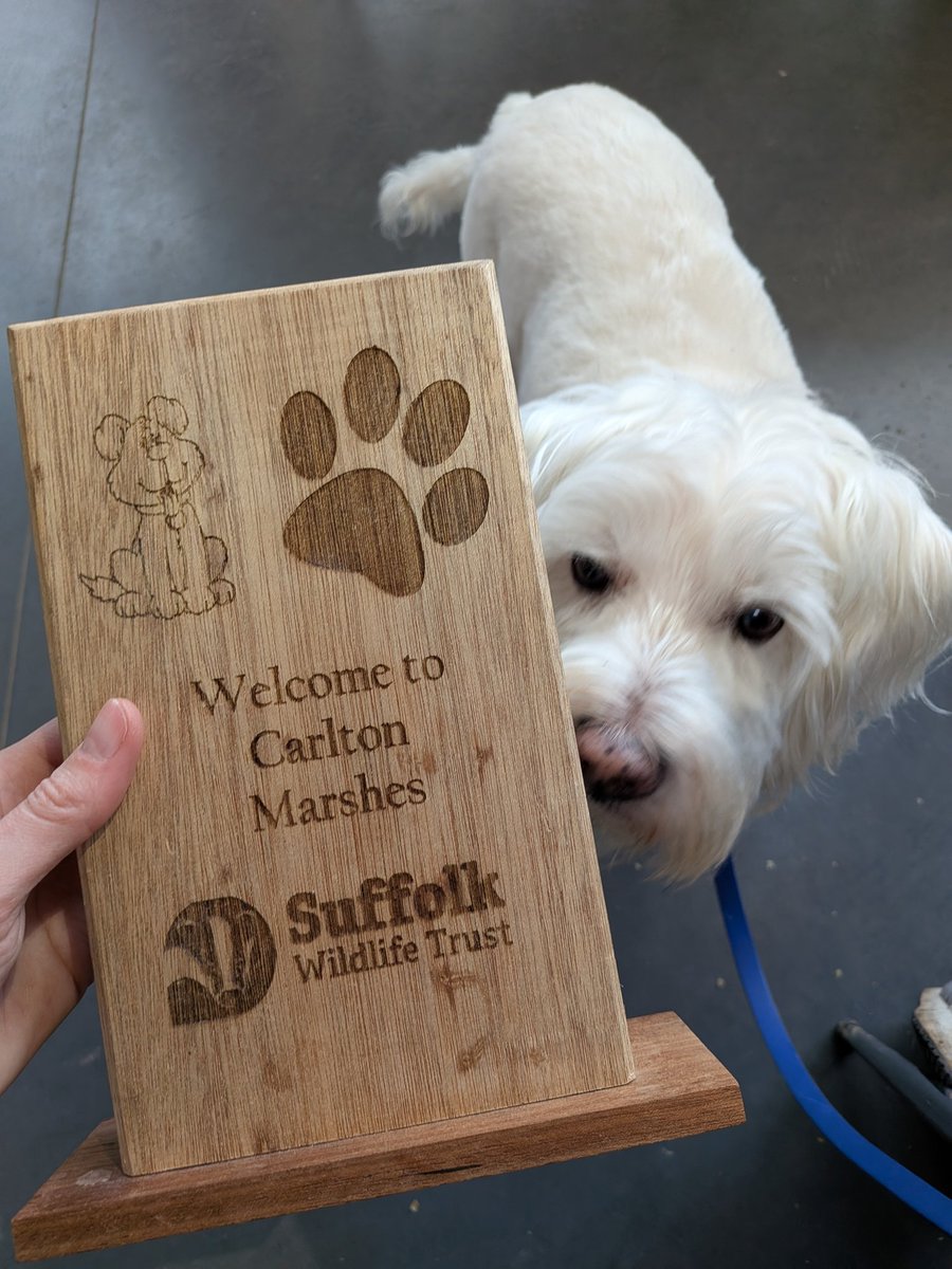 ernpup's tweet image. Lunch out! 😋 I'll have the cheese toastie please, Mum! 🐶🥪 @suffolkwildlife #dogfriendly #cafedog #dogsofX