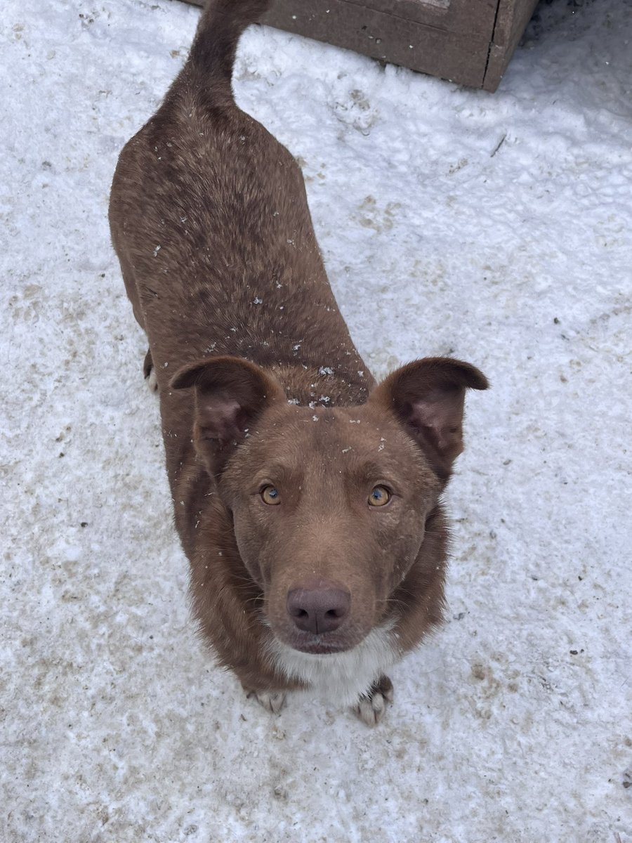 AnnaTsepla's tweet image. Це хана…
На корм трохи більше 600 гривнів, на дрова буквально 100гривнів😭‼️💔

Долучіться будь ласка 🙏🏼‼️🙏🏼

Дрова: send.monobank.ua/jar/83PsLkK6Sy

Їжа тваринам: send.monobank.ua/jar/9uoQq3s3HS