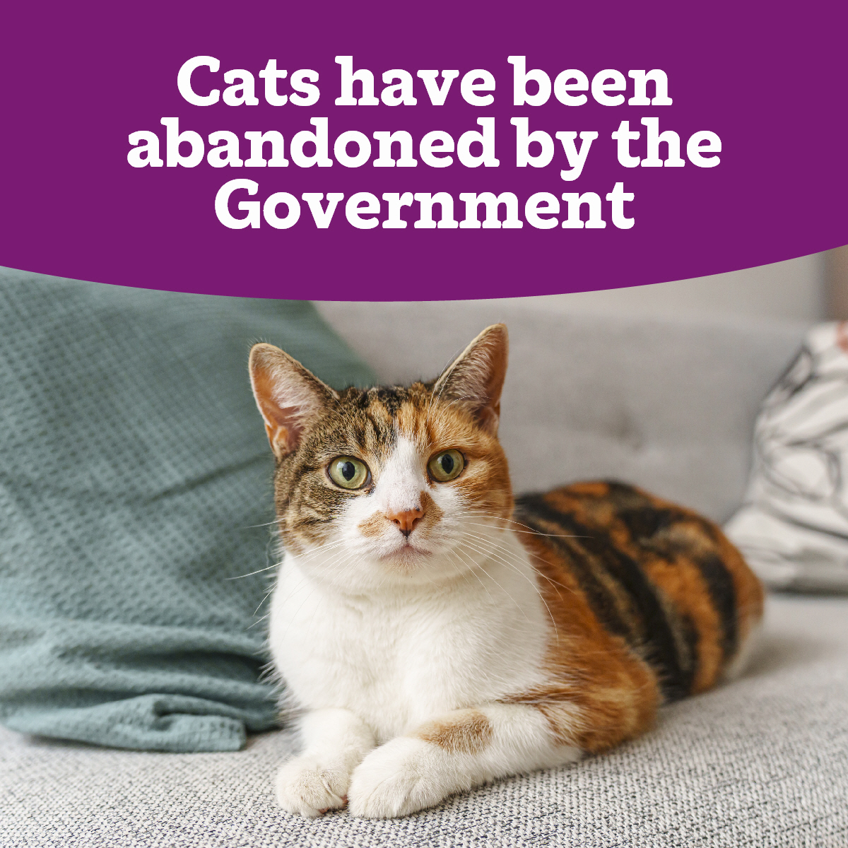 CatsProtection's tweet image. Number of cats in the UK = 10.2 million. Number of protections for cats in the Government’s latest Animal Welfare Strategy… almost none. 
We believe every cat counts. If you do too, sign our open letter to call for action: spr.ly/AWSOpenLetterx