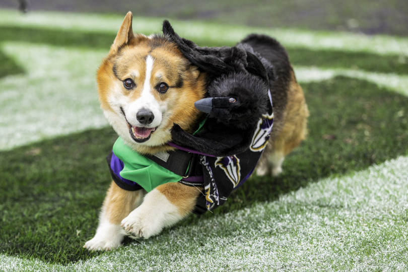 Added to the Pro Bowl roster, Captain Rhett 😂😂😂
Our 2025 halftime corgi race champion will race at halftime of the Pro Bowl!