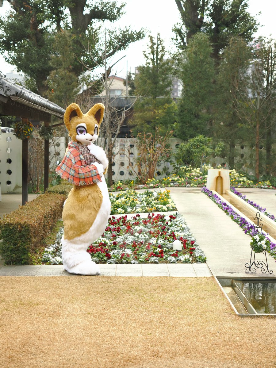 zeruel0118's tweet photo. 沖縄の米軍基地で育った柴犬で英語ばかり話すというややこしい仔（（（（（
きゅるるんとしたお顔がとってもかわいいね。。。。

シバコロー君(@QLB_R )

 #ケモパーク https://t.co/EuEmlJNK6x