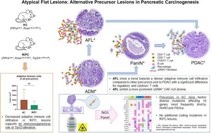 Journal of Experimental & Clinical Cancer Research tweet media