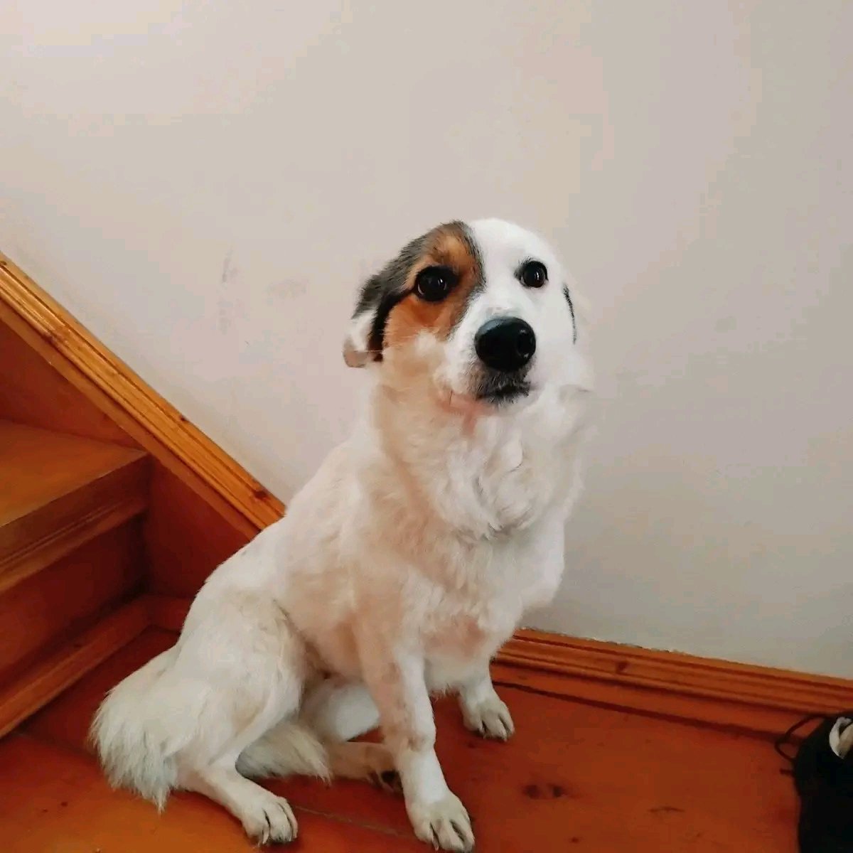 Proskoviia's tweet image. Це дівчинка Мальва 🐩 Яка за своє таке коротке життя буда бита, була голодна, з якої знущалися 💔 
Вона мовчки сидить і чекає, не знає — на що, але ще сподівається, що знайде хорошу сім'ю, яка її вже не зрадить.
💔 Стерилізована
Київ

Привеземо!
0974916232
096 17 52 852